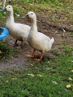 Vorster Erpel Ente zuverkaufen Hansestadt Demmin - Demmin Vorschau