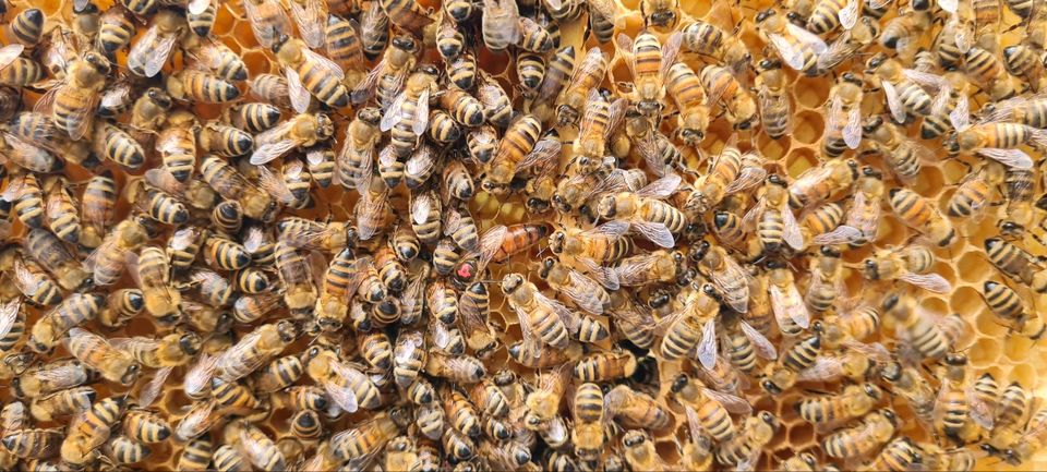 Bienenvölker/Ableger in Hannover