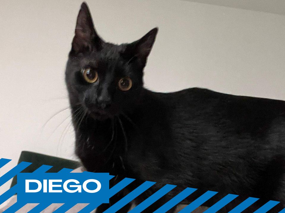 Jungspund: Kater Diego sucht Zuhause mit anderem jungen Kater in Berlin