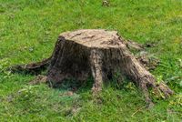 Baumstumpffräsen, Wurzelfräsen, Stubbenfräsen Hessen - Mengerskirchen Vorschau