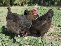 Marans+ Geflügel, Hennen, Legehennen Bayern - Burgheim Vorschau