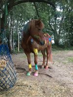 Kindergeburtstag | Ponygeburtstag | Ponyreiten | Pony | Outdoor Wandsbek - Hamburg Volksdorf Vorschau