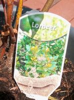 Lorbeer Pflanze  im Topf 1meter hoch Niedersachsen - Berumbur Vorschau