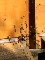 Wirtschaftsvolk Bienenvolk US Dadant Bayern - Dinkelsbuehl Vorschau
