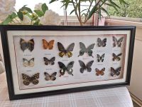 Bild Schmetterlinge im Holzrahmen Schmetterling Wandbild Sachsen - Borna Vorschau