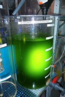 Phytoplankton  Nannochloropsis Salina  5 Liter Bayern - Mering Vorschau