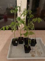 Verschenke Tomatenpflanzen Tomaten Sätzlinge 14 Stück Bio Bayern - Otzing Vorschau