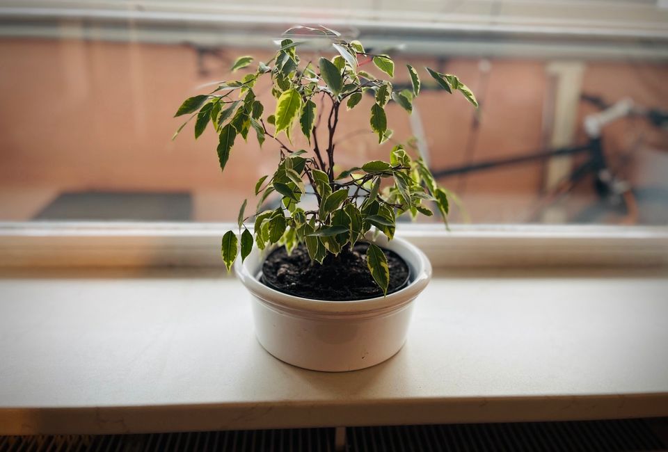 Ficus Bonsai mit Schale Zimmerbonsai Baum in Raunheim