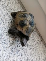 Schildkröte Schleich Tier Figur sammeln Spielzeug top Zustand Bayern - Vilshofen an der Donau Vorschau