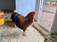 Wyandotten Hahn gold/schwarz gesäumt kein Huhn Hessen - Siegbach Vorschau