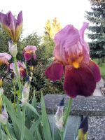 Schwertlilie Iris Baden-Württemberg - Emmendingen Vorschau