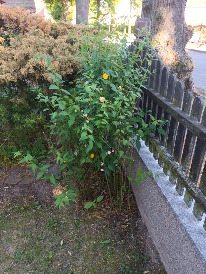 Winterharte Pflanzen und Sträucher für den Garten in Bad Dueben