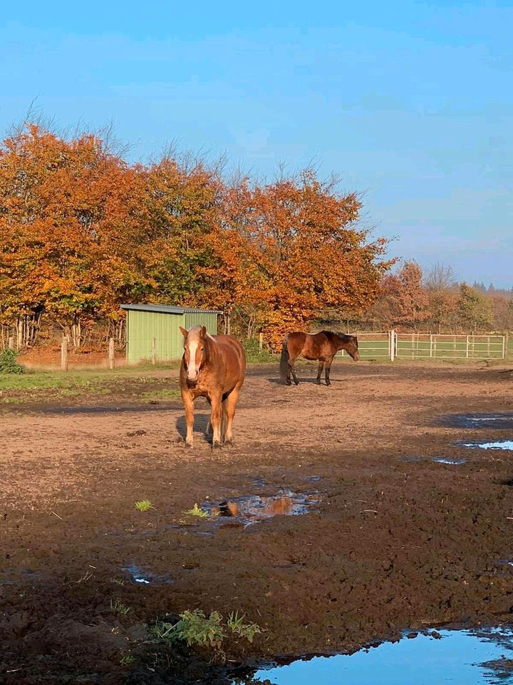 Haflinger wallch in Silberstedt