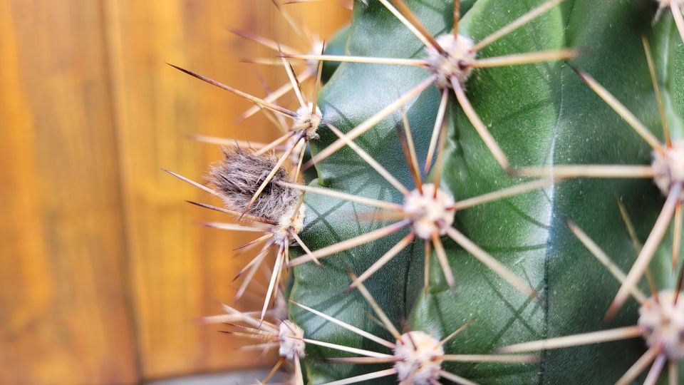 Kaktus groß, bringt riesige Blüten(Echinopsis obrepanda) je Stück in Nürnberg (Mittelfr)