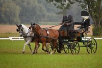 Dressurkutsche Ponykutsche Zweispännerkutsche Thüringen - Leinefelde Vorschau