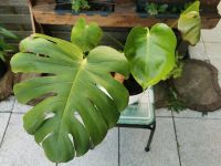 Monstera Deliciosa Rheinland-Pfalz - Flammersfeld Vorschau