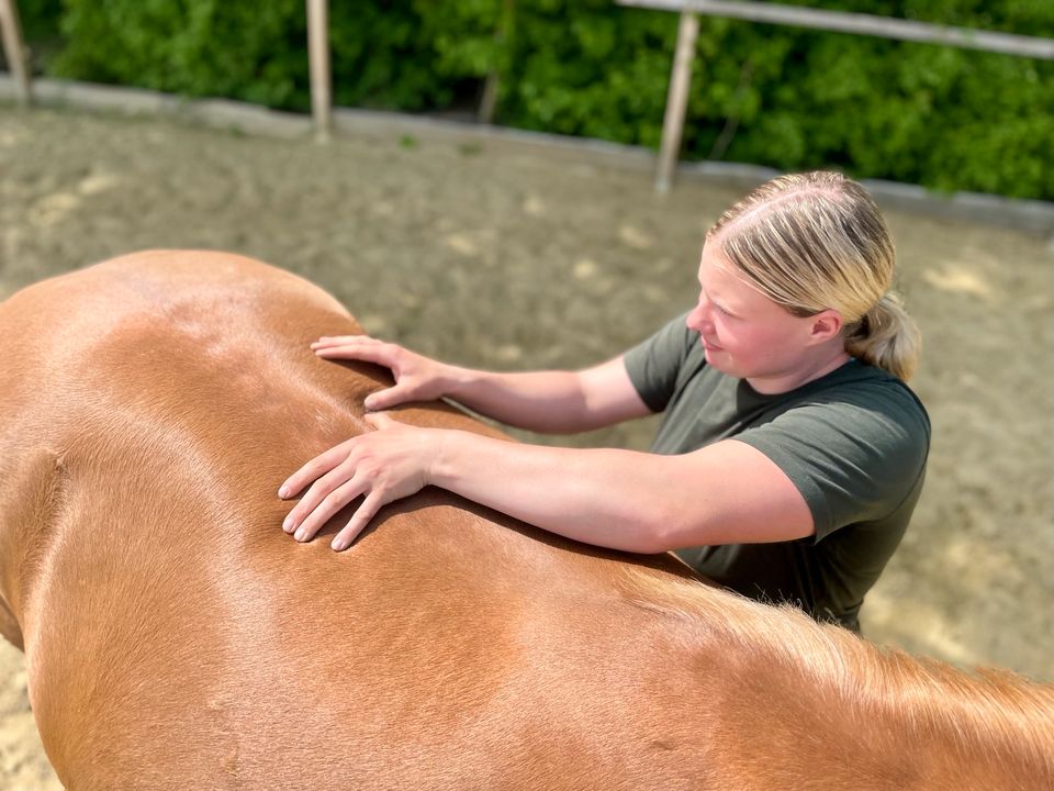 Pferdephysiotherapie | Faszientherapie | Manuelle Therapie in Willebadessen