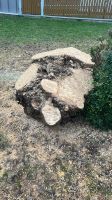 Brennholz Holz Baumstamm Baum Stamm Hessen - Gießen Vorschau