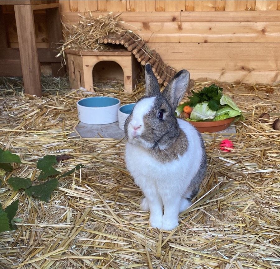 Mobile Haustierbetreuung Urlaubsbetreuung Catsitter Kaninchen in Buchholz in der Nordheide