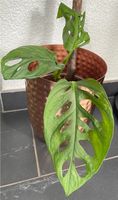 Monstera Adansonii Saarland - Wadgassen Vorschau