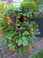 15 Erdbeerpflanzen Himbeerpflanzen Obstbaum, Stauden Eimsbüttel - Hamburg Schnelsen Vorschau