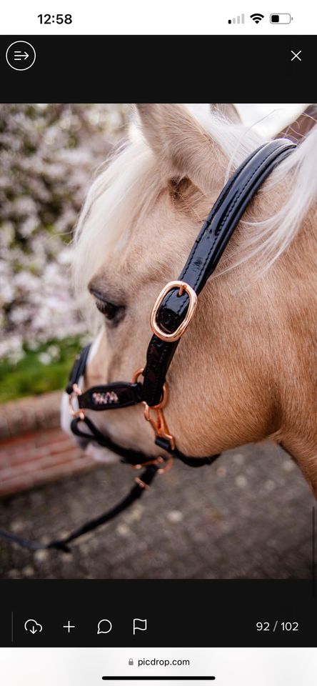 Lederhalfter Pony Halfter Shetty Welsh Cob Warmblut Kinderpony in Lachendorf