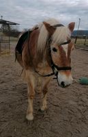 Netter Haflinger-Wallach sucht Reitbeteiligung Bayern - Hirschau Vorschau