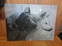 Wolf Plexiglas Bild Baden-Württemberg - Albstadt Vorschau