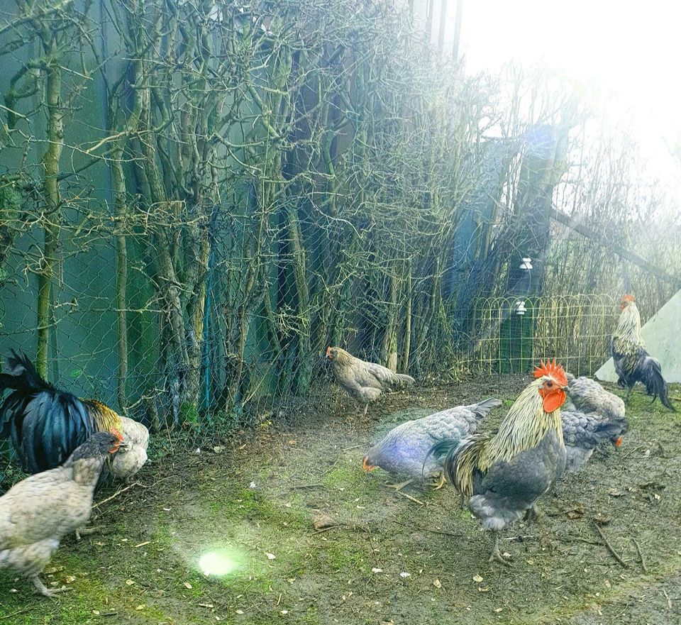 Bruteier Silverudds Blå, Schwedische Isbar Grünleger hatching egg in Sendenhorst