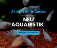 Aquaristik, Zierfische, Pflanzen, Futter und Zubehör Saarland - Namborn Vorschau