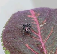 Phidippus bidentatus (ometepe) fh3-6 Baden-Württemberg - Vaihingen an der Enz Vorschau