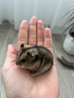 Hamster zu verkaufen Aachen - Aachen-Mitte Vorschau