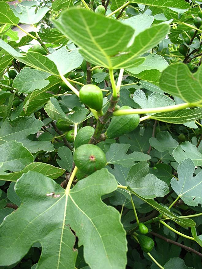 FEIGENBAUM PFÄLZER FRUCHTFEIGE SELBSTFRUCHTEND - 40-100cm Schwegenheim Kleinanzeigen Kleinanzeigen | in Rheinland-Pfalz jetzt ist Mehrjähr. eBay