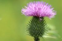 Gewöhnliche Kratzdistel-Samen, besonders bienenfreundlich Bayern - Mömbris Vorschau