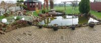 Gartenteich Fische Pflanzen etc. Duisburg - Homberg/Ruhrort/Baerl Vorschau