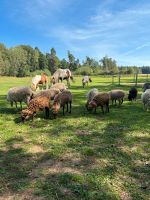 Ouessant Schafe Herde abzugeben Thüringen - Ilmenau Vorschau