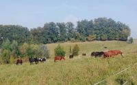 Große Pferdeaussenbox zu vermieten! Bayern - Ortenburg Vorschau