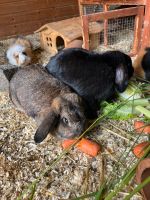 Kaninchen und Meerschweinchen Hessen - Lautertal Vorschau