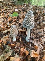 Wald Grundstück Rheinland-Pfalz - Nickenich Vorschau