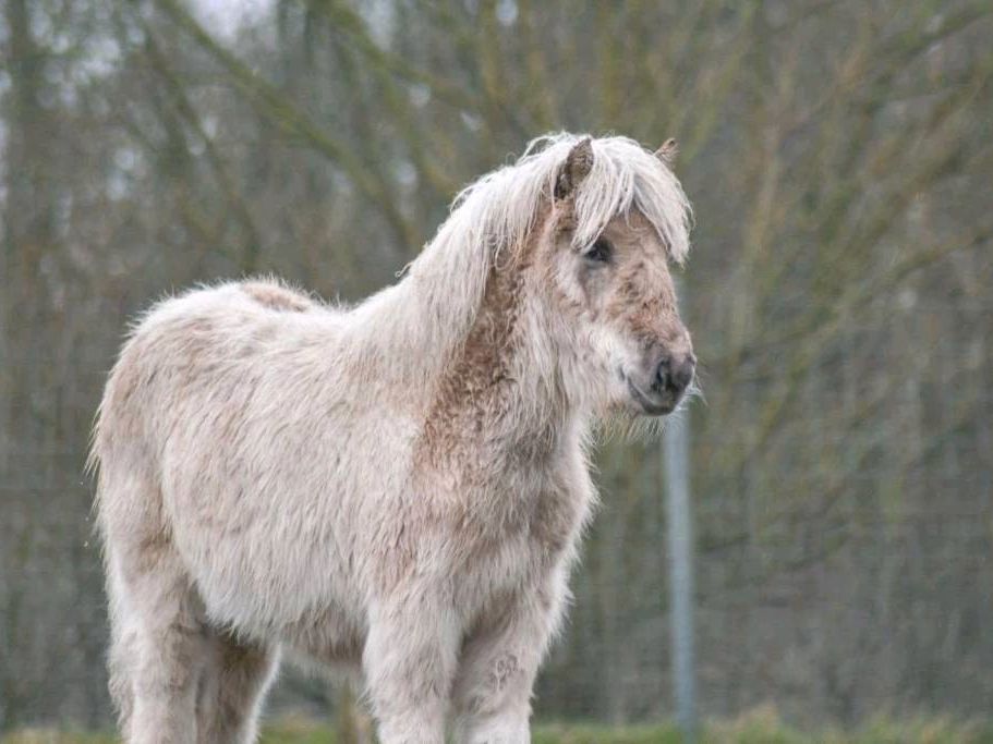 Isländer Stute, Absetzer, Islandpferd in Bokhorst