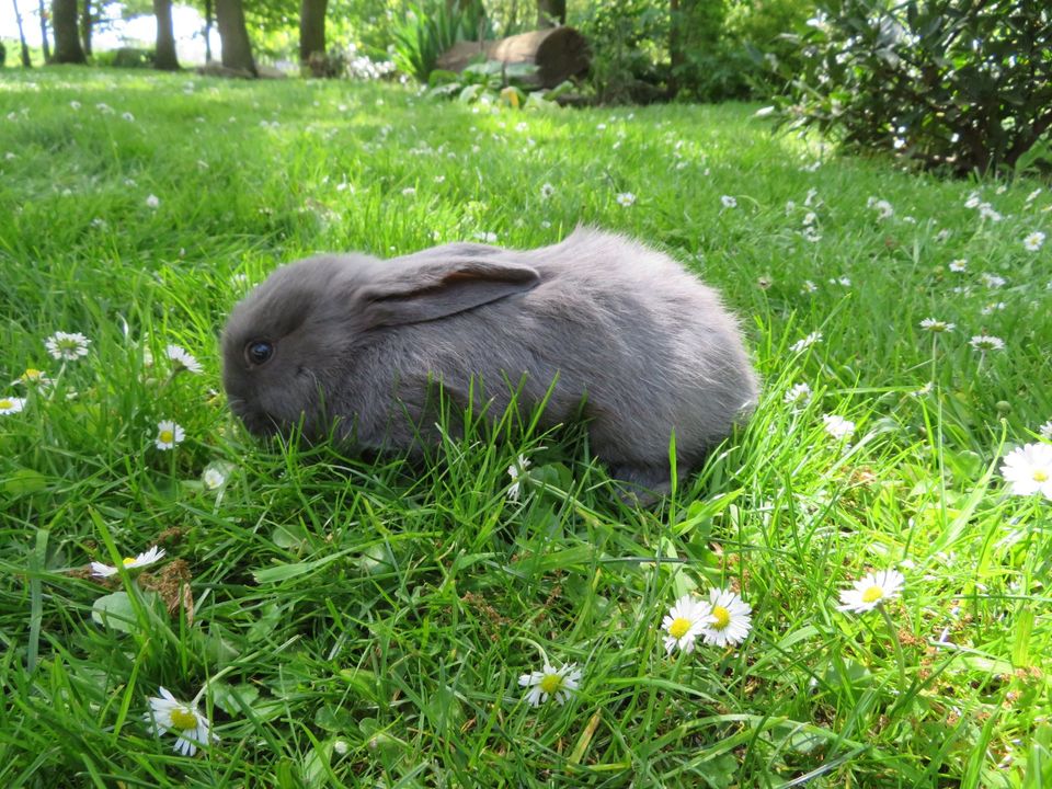 Junge Kaninchen in Diepenau