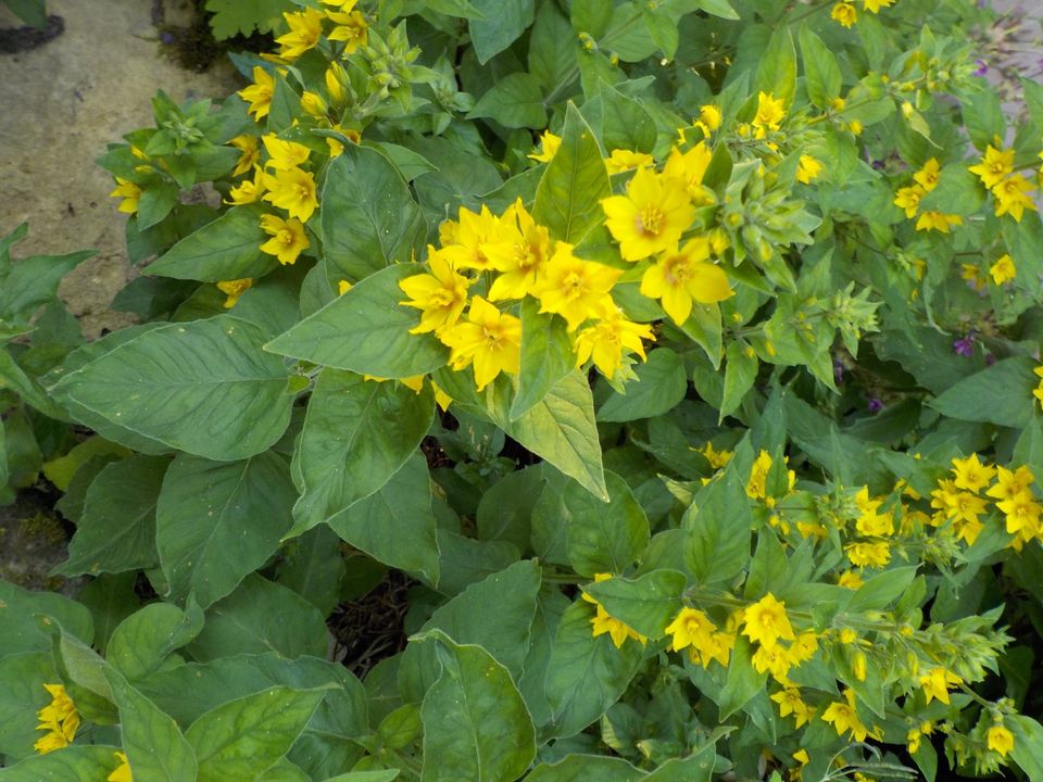 Beifuß artemisia vulgaris wermut räuchern Pflanze Heilpflanze in Esslingen