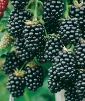 Brombeeren stachellos Riesenbrombeeren Pflanzen verkaufen Bayern - Moosthenning Vorschau