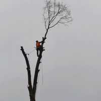 Baumfällung, Häckseln, Wurzelfräsen, Spezialbaumfällung Sachsen - Muldenhammer Vorschau