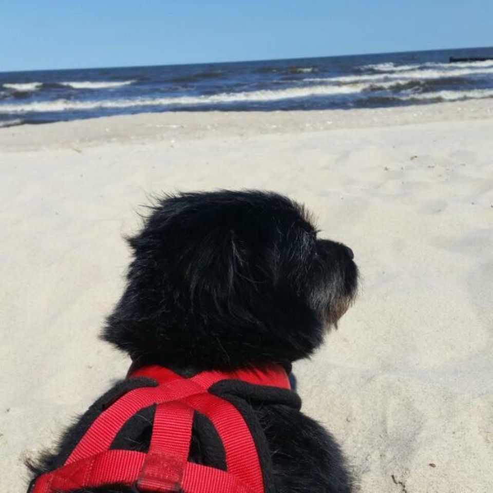 Strand nur ca. 2 Gehminuten Usedom, Hund erlaubt in Usedom