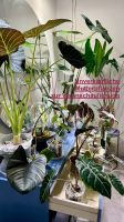 Alocasia Rhizome Silver Dragon Tail / Scale uvm ab 3€ auch Tausch Friedrichshain-Kreuzberg - Kreuzberg Vorschau