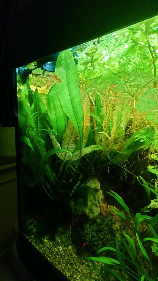 Aquarium Pflanzen in Bremen