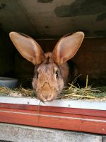 Hase Hesin. Baden-Württemberg - Baiersbronn Vorschau