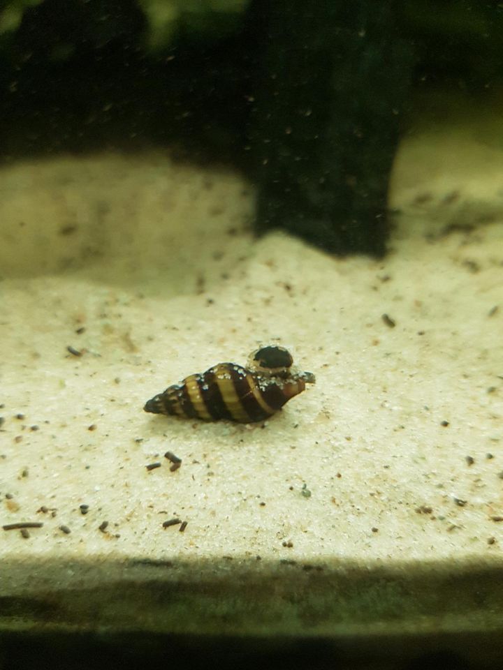 Aquarium - Turmdeckelschnecken / Raubschnecken in Stralsund