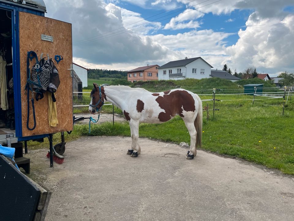 Biete Reitbeteiligung auf Verlasspferd (Pferd sucht Reiter) in Kammeltal